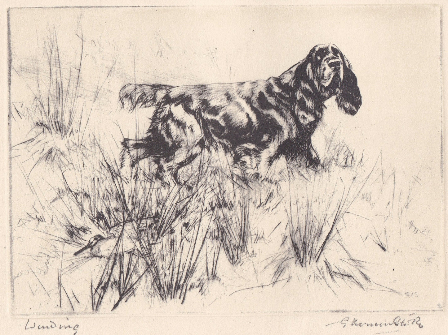 1930 COCKER SPANIEL DOG Print - Original Antique Dog Print - Vernon Stokes - Dog Wall Art - Dog Gift - 11 x 8.25 Inches