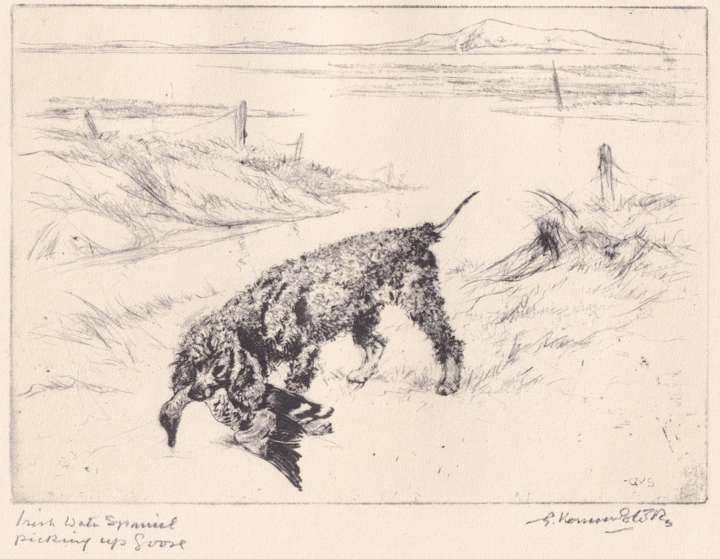 1930 IRISH WATER SPANIEL Dog Print - Original Antique Dog Print - Vernon Stokes - Dog Wall Art - Dog Gift - 11 x 8.25 Inches