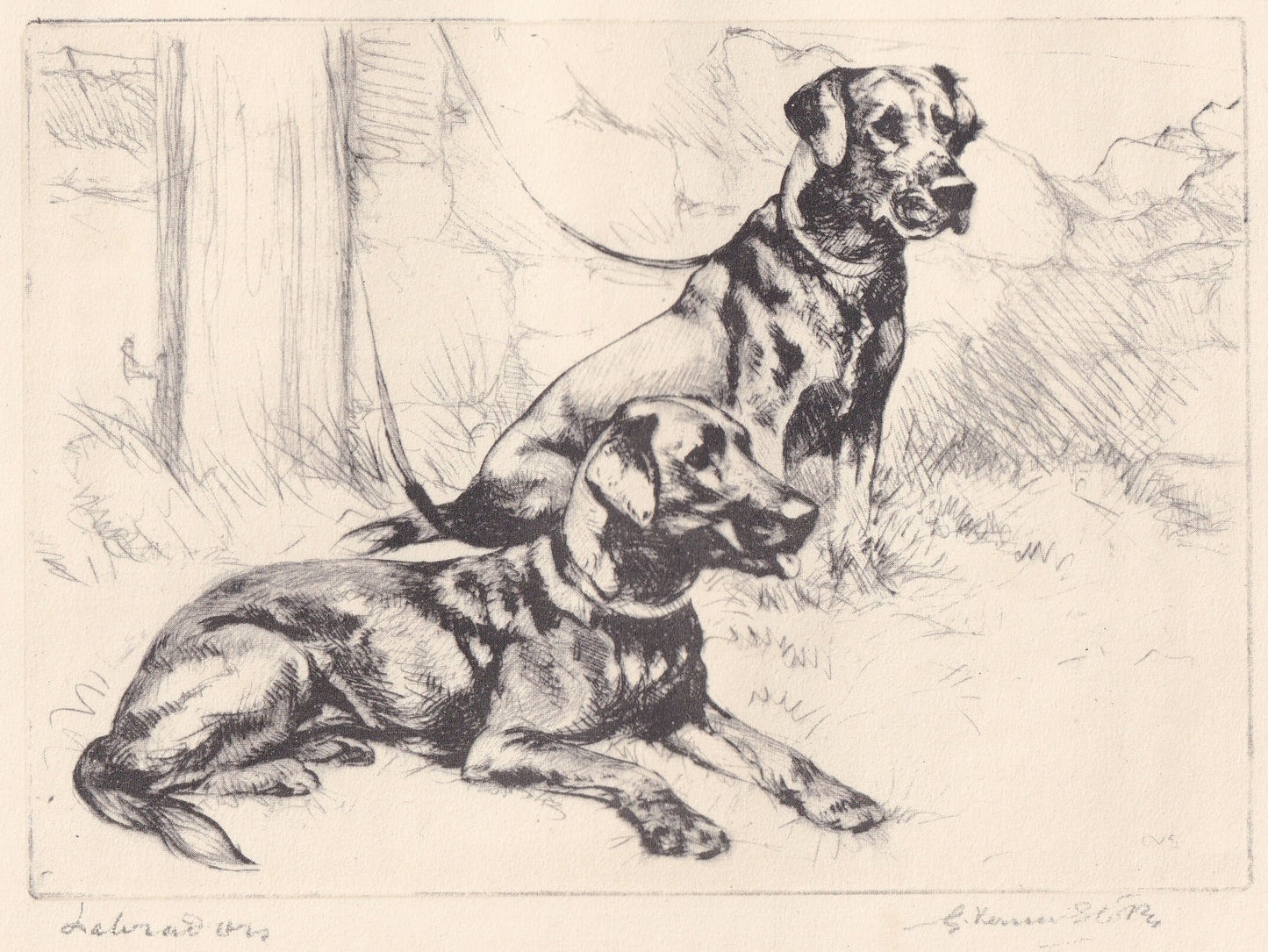 1930 LABRADOR RETRIEVER DOG Print - Original Antique Dog Print - Vernon Stokes - Dog Wall Art - Dog Gift - 11 x 8.25 Inches