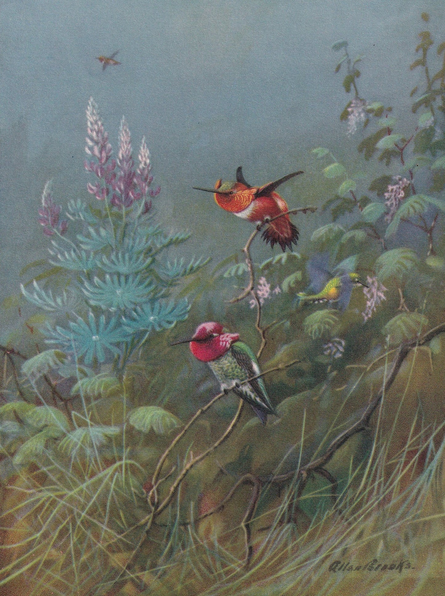 1934 HUMMINGBIRD Print - Original Vintage Print - Bird Wall Art - Bird Decor - Bird Gift Idea - 89 Years Old - 9.15 x 6 Inche