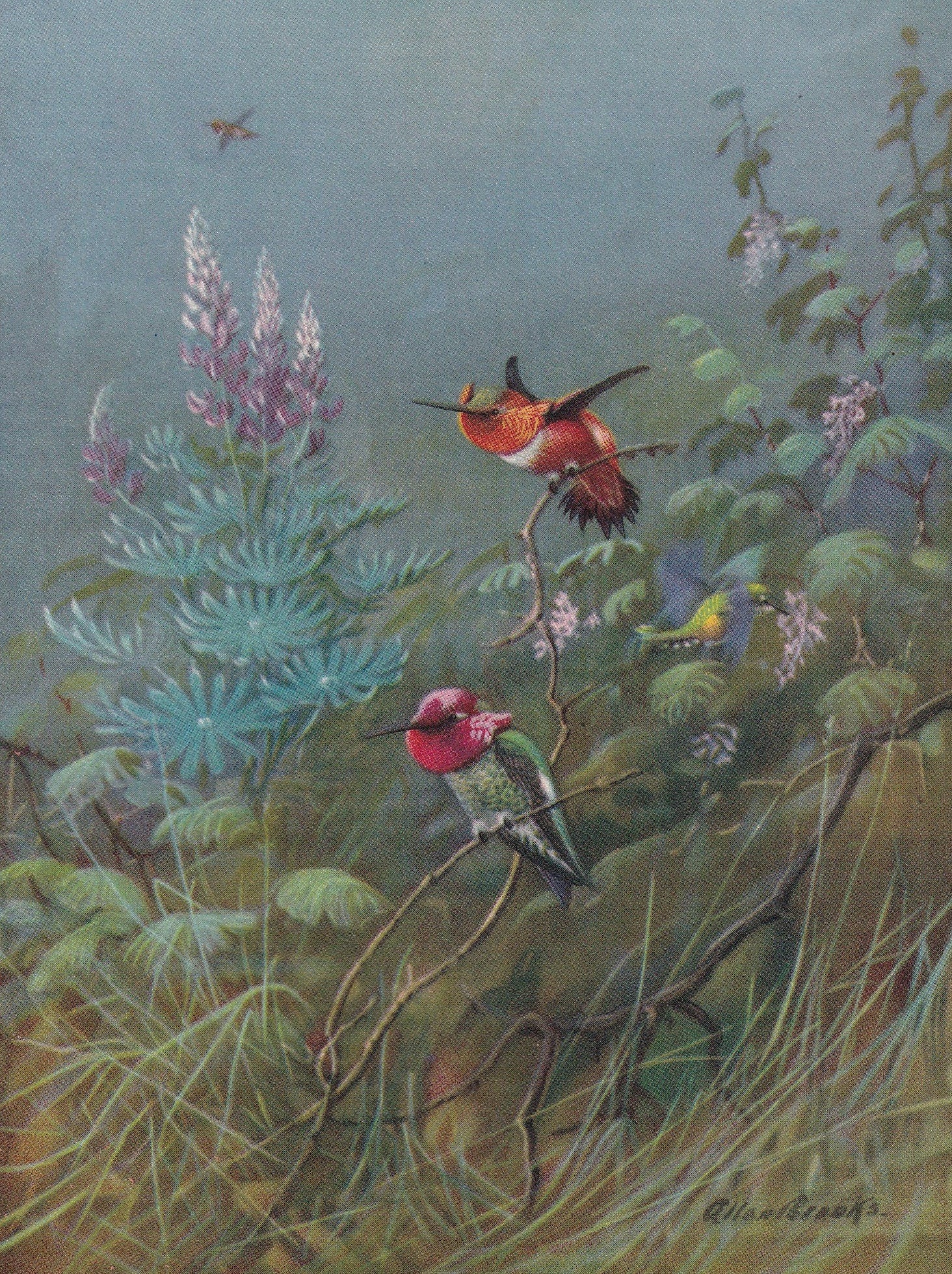 1934 HUMMINGBIRD Print - Original Vintage Print - Bird Wall Art - Bird Decor - Bird Gift Idea - 89 Years Old - 9.15 x 6 Inche