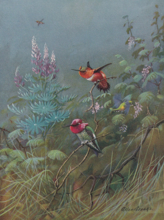 1934 HUMMINGBIRD Print - Original Vintage Print - Bird Wall Art - Bird Decor - Bird Gift Idea - 89 Years Old - 9.15 x 6 Inche