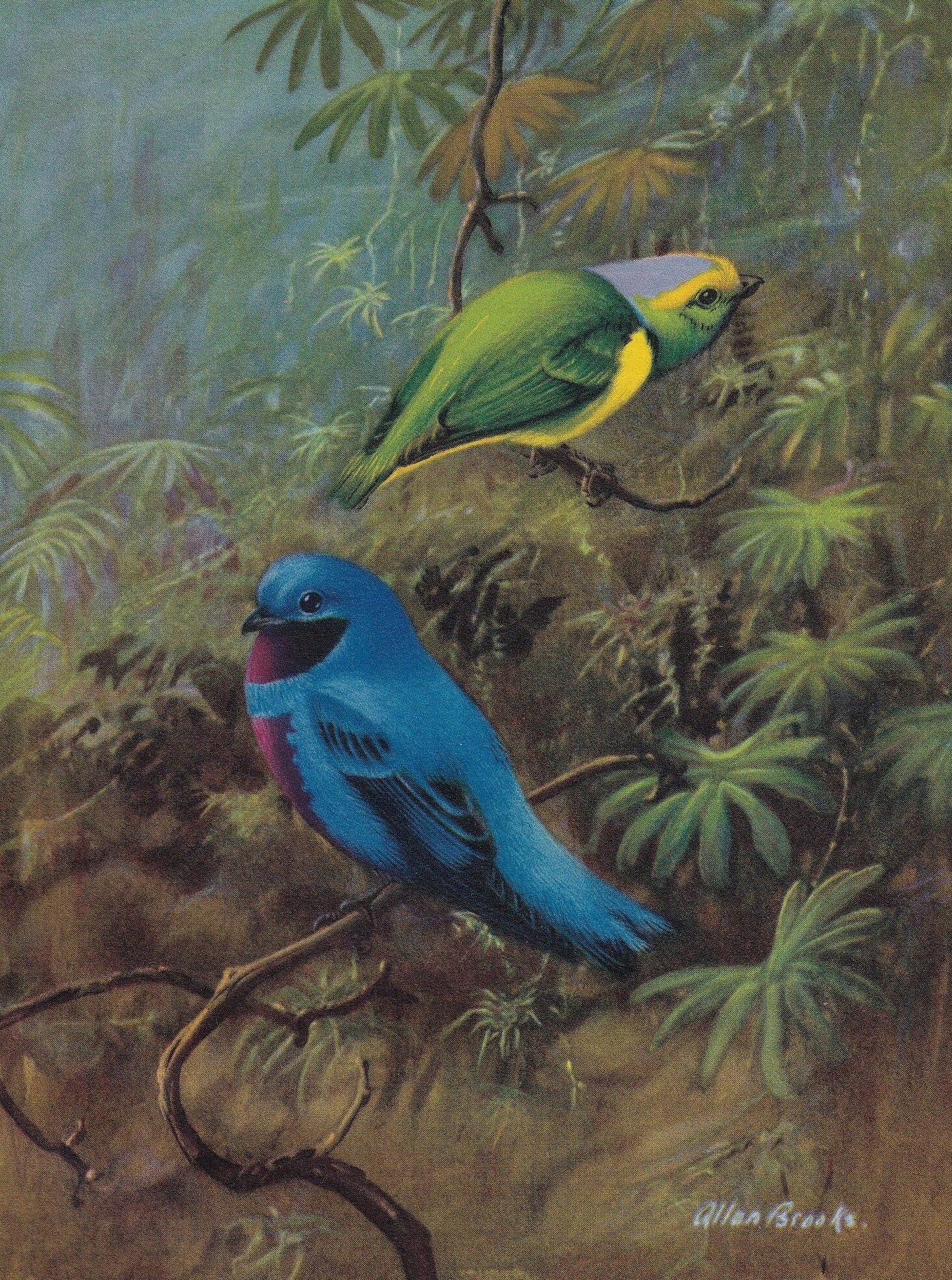 1934 TROPICAL BIRDS Print - Original Vintage Print - Bird Wall Art - Bird Decor - Bird Gift Idea - 89 Years Old - 9.15 x 6 In