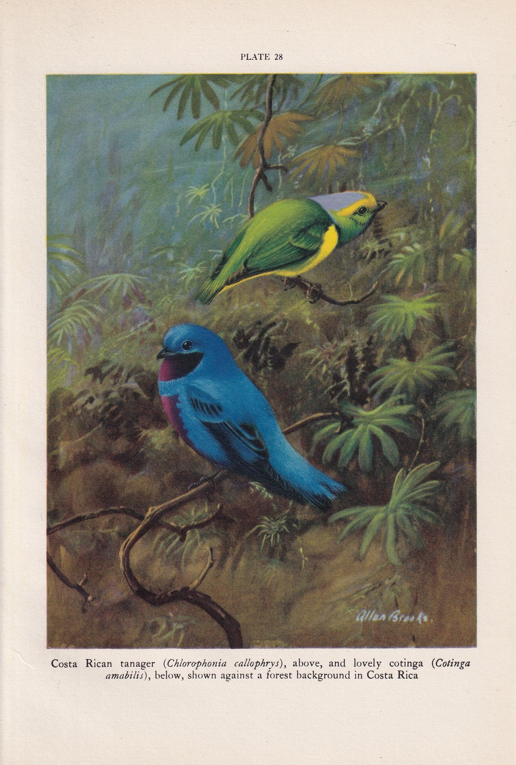 1934 TROPICAL BIRDS Print - Original Vintage Print - Bird Wall Art - Bird Decor - Bird Gift Idea - 89 Years Old - 9.15 x 6 In