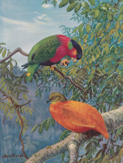 1934 TROPICAL BIRDS Print - Original Vintage Print - Bird Wall Art - Bird Decor - Bird Gift Idea - 89 Years Old - 9.15 x 6 In