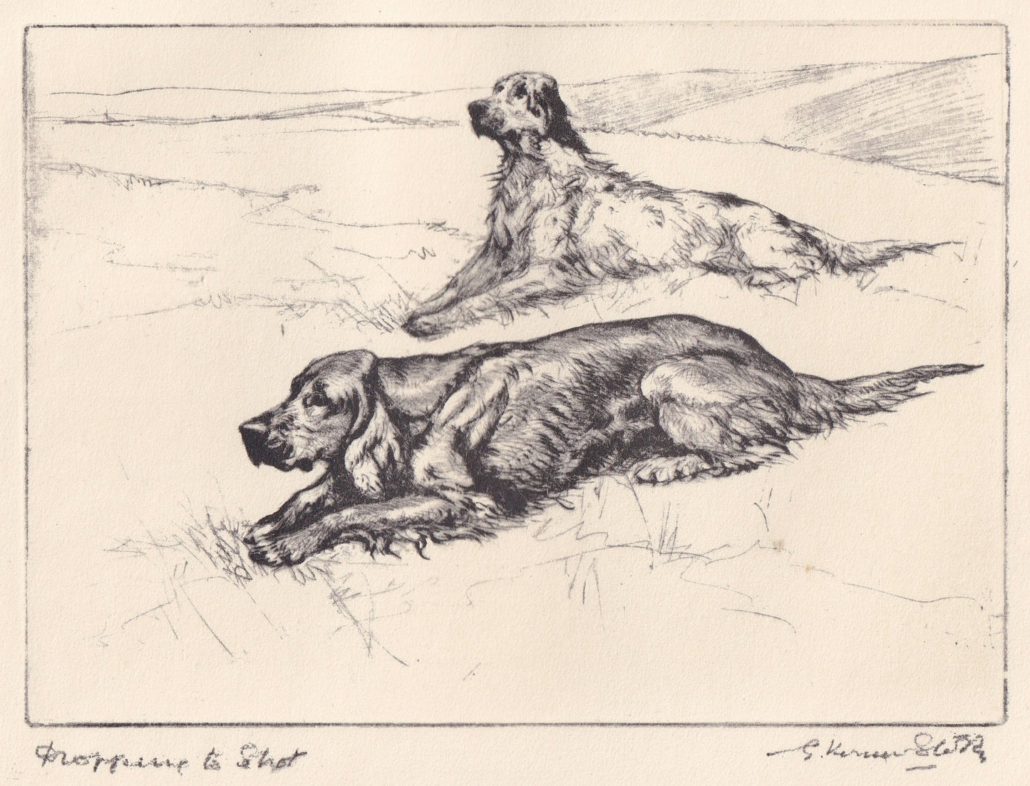 1930 ENGLISH & IRISH SETTER Dog Print - Original Antique Dog Print - Vernon Stokes - Dog Wall Art - Dog Gift - 11 x 8.25 Inch