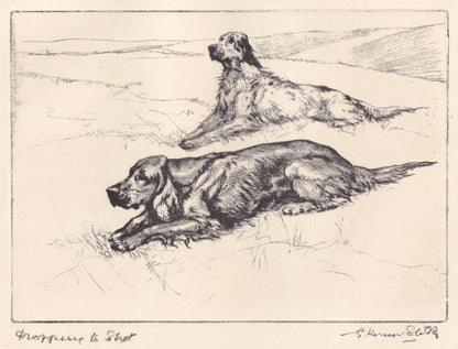 1930 ENGLISH & IRISH SETTER Dog Print - Original Antique Dog Print - Vernon Stokes - Dog Wall Art - Dog Gift - 11 x 8.25 Inch