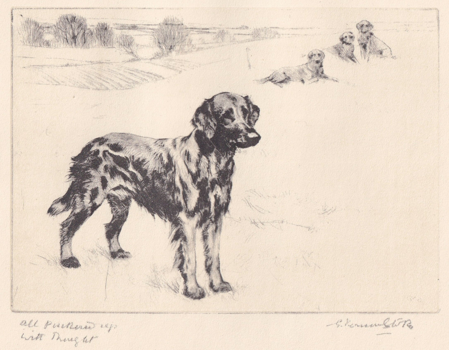 1930 FLAT-COATED RETRIEVER Dog Print - Original Antique Dog Print - Vernon Stokes - Dog Wall Art - Dog Gift - 11 x 8.25 Inche