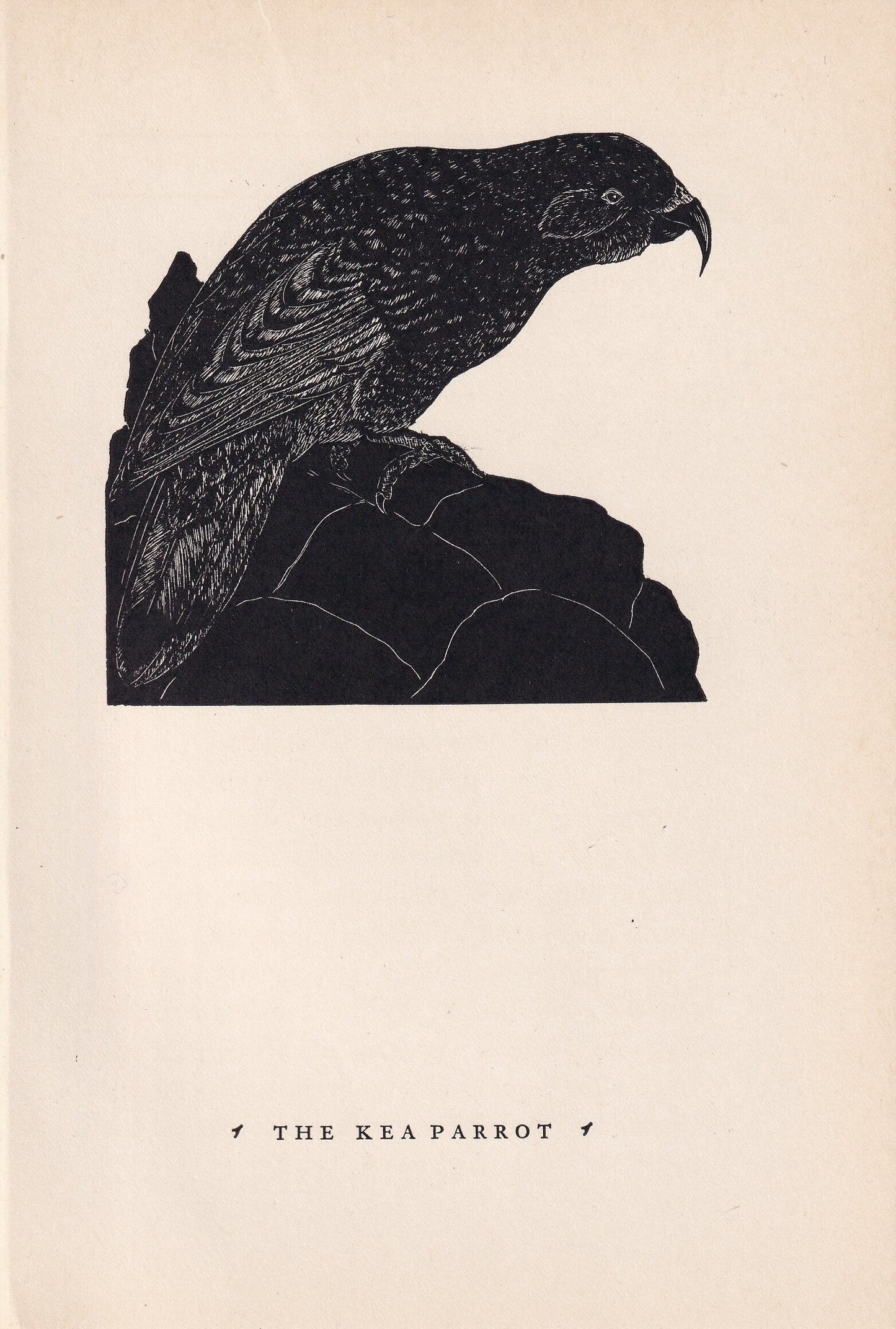 1930 KEA PARROT Print Wood Engraving - Bird Wall Art - Bird Engraving - Antique Bird Print - 94 Years Old - 5.25 x 7.75 Inche