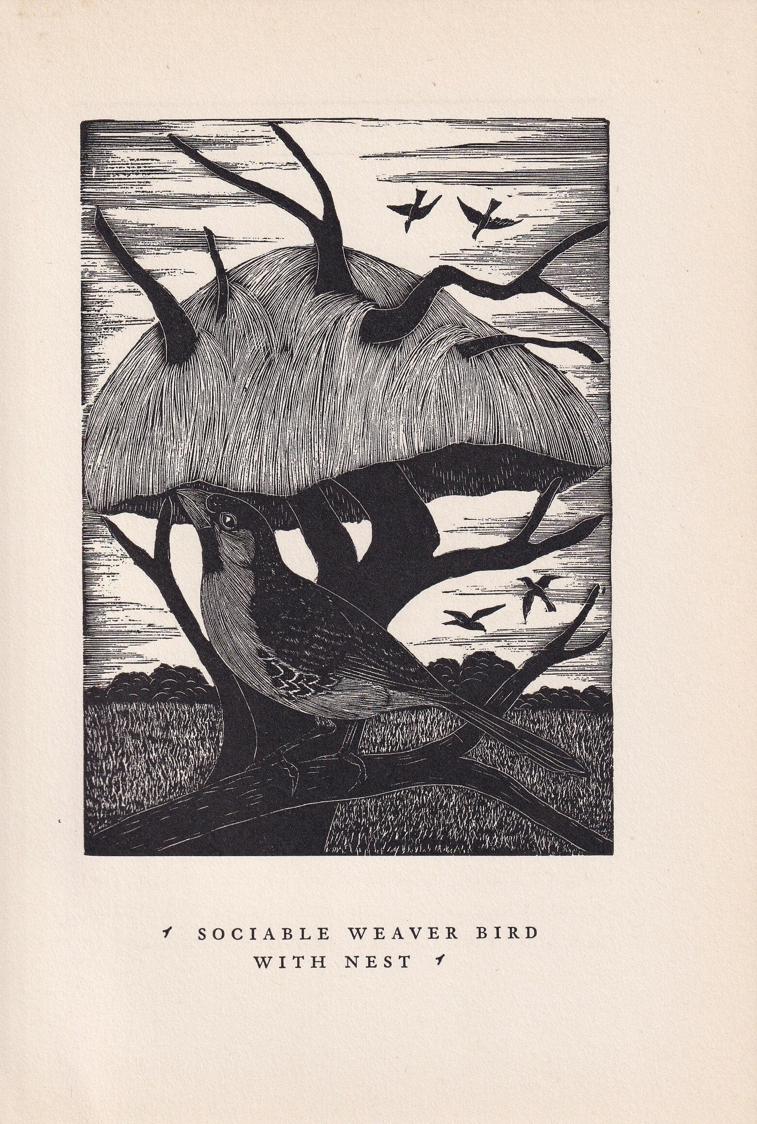 1930 SOCIABLE WEAVER BIRD Print Wood Engraving - Bird Wall Art - Bird Engraving - Antique Bird Print - 94 Years Old - 5.25 x 