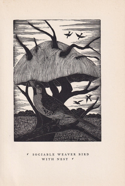 1930 SOCIABLE WEAVER BIRD Print Wood Engraving - Bird Wall Art - Bird Engraving - Antique Bird Print - 94 Years Old - 5.25 x 