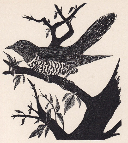 1930 CUCKOO BIRD Print Wood Engraving - Bird Wall Art - Bird Engraving - Antique Bird Print - 94 Years Old - 5.25 x 7.75 Inch