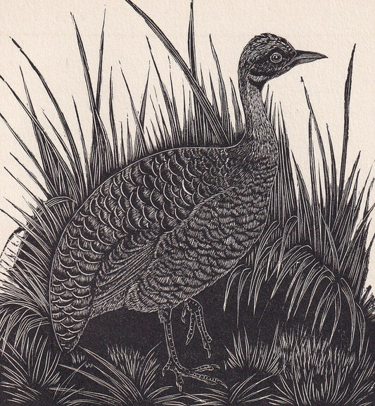 1930 GREAT TINAMOU BIRD Print Wood Engraving - Bird Wall Art - Bird Engraving - Antique Bird Print - 94 Years Old - 5.25 x 7.