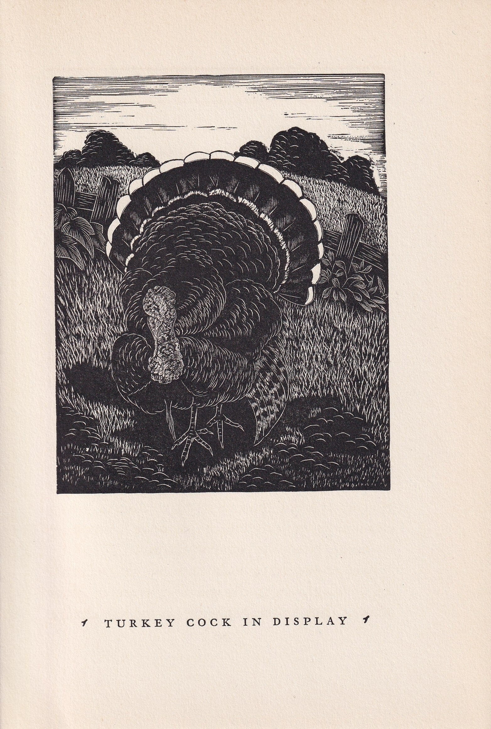 1930 TURKEY BIRD Print Wood Engraving - Bird Wall Art - Bird Engraving - Antique Bird Print - 94 Years Old - 5.25 x 7.75 Inch