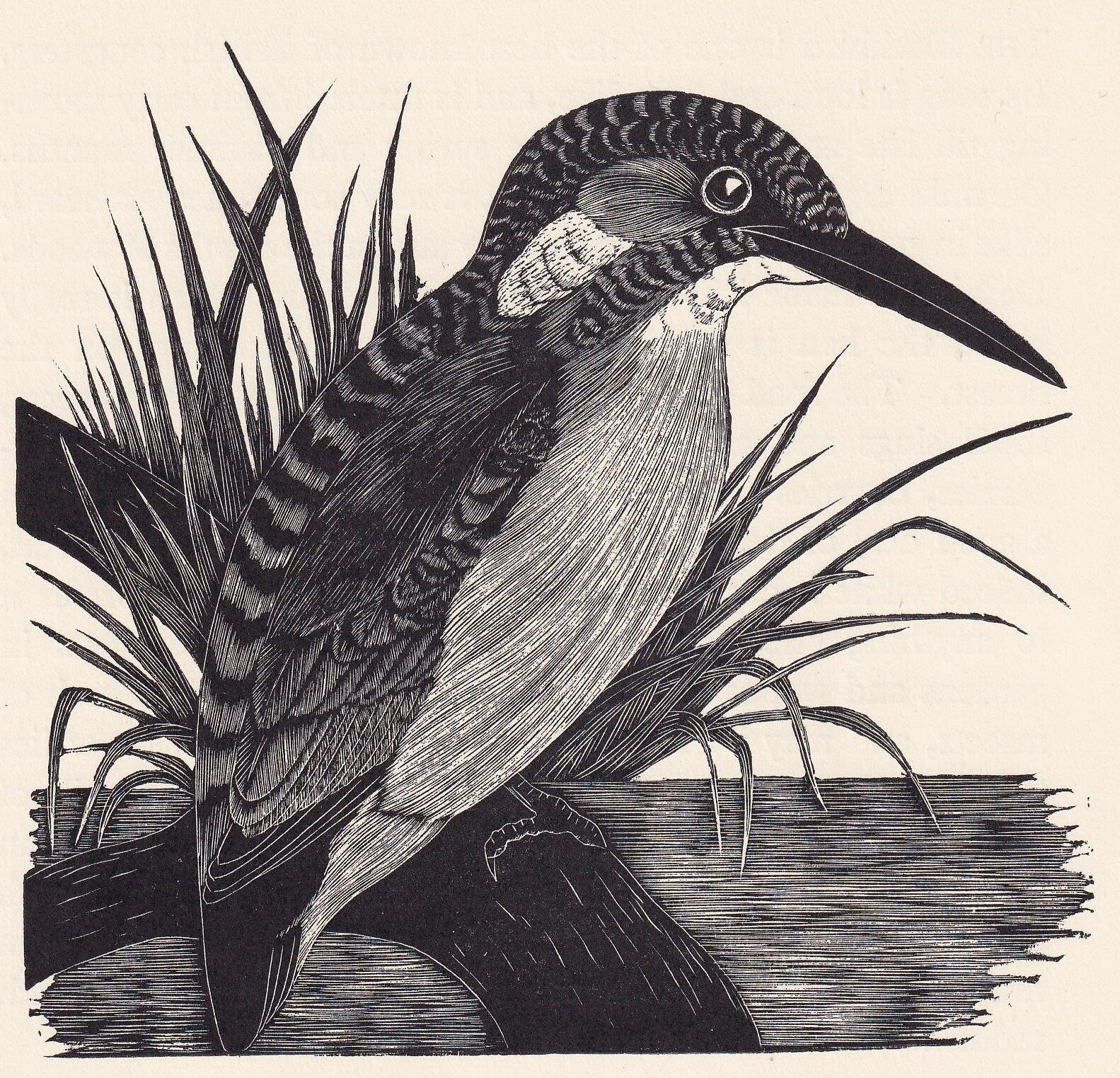 1929 KINGFISHER BIRD Print Wood Engraving - Bird Wall Art - Bird Wood Engraving - Antique Animal Print - 95 Years Old - 7.15 