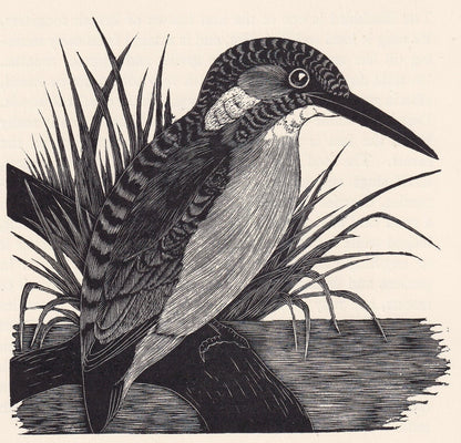1929 KINGFISHER BIRD Print Wood Engraving - Bird Wall Art - Bird Wood Engraving - Antique Animal Print - 95 Years Old - 7.15 