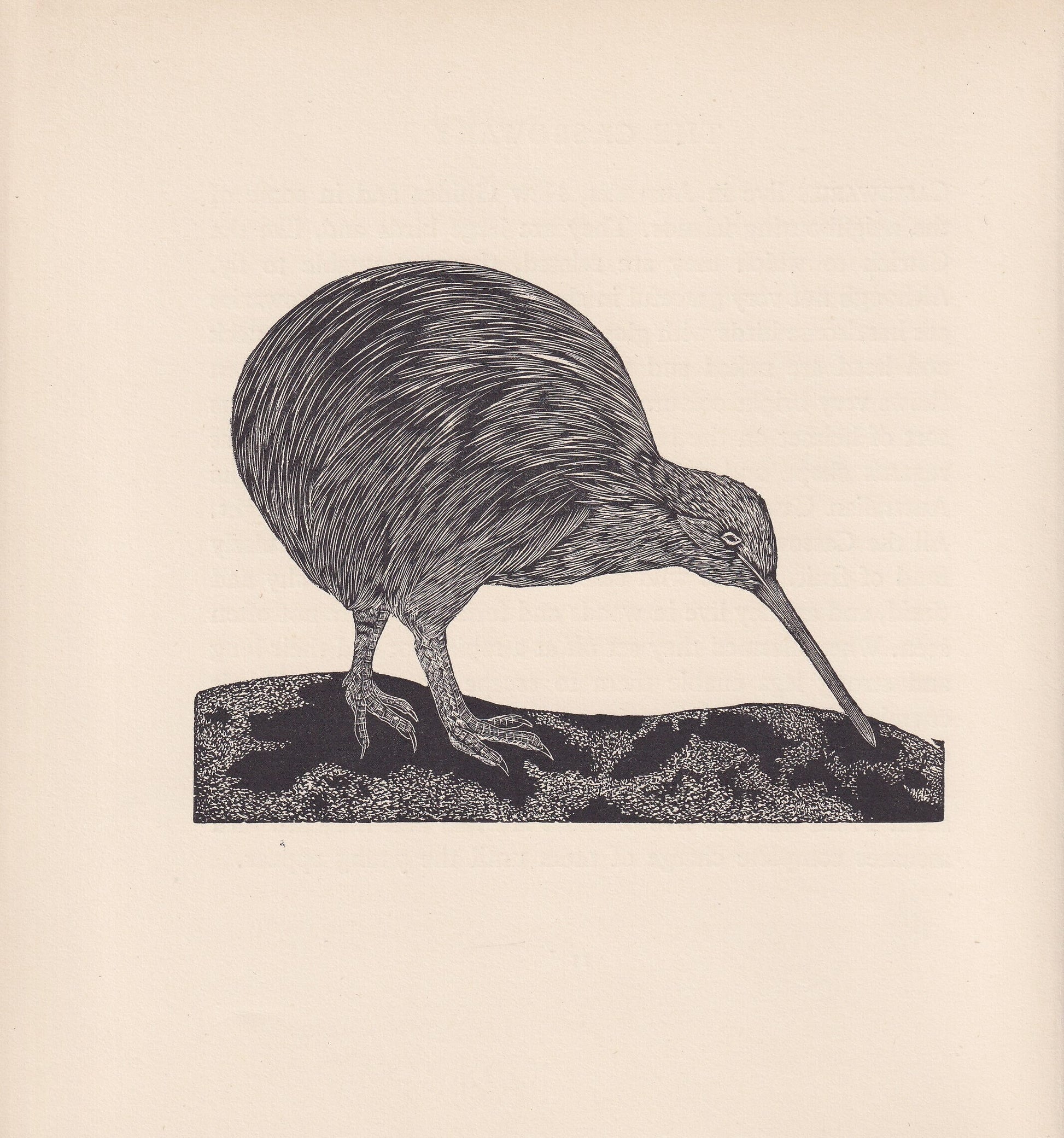 1929 KIWI BIRD Print Wood Engraving - Bird Wall Art - Bird Wood Engraving - Antique Animal Print - 95 Years Old - 7.15 x 7.75