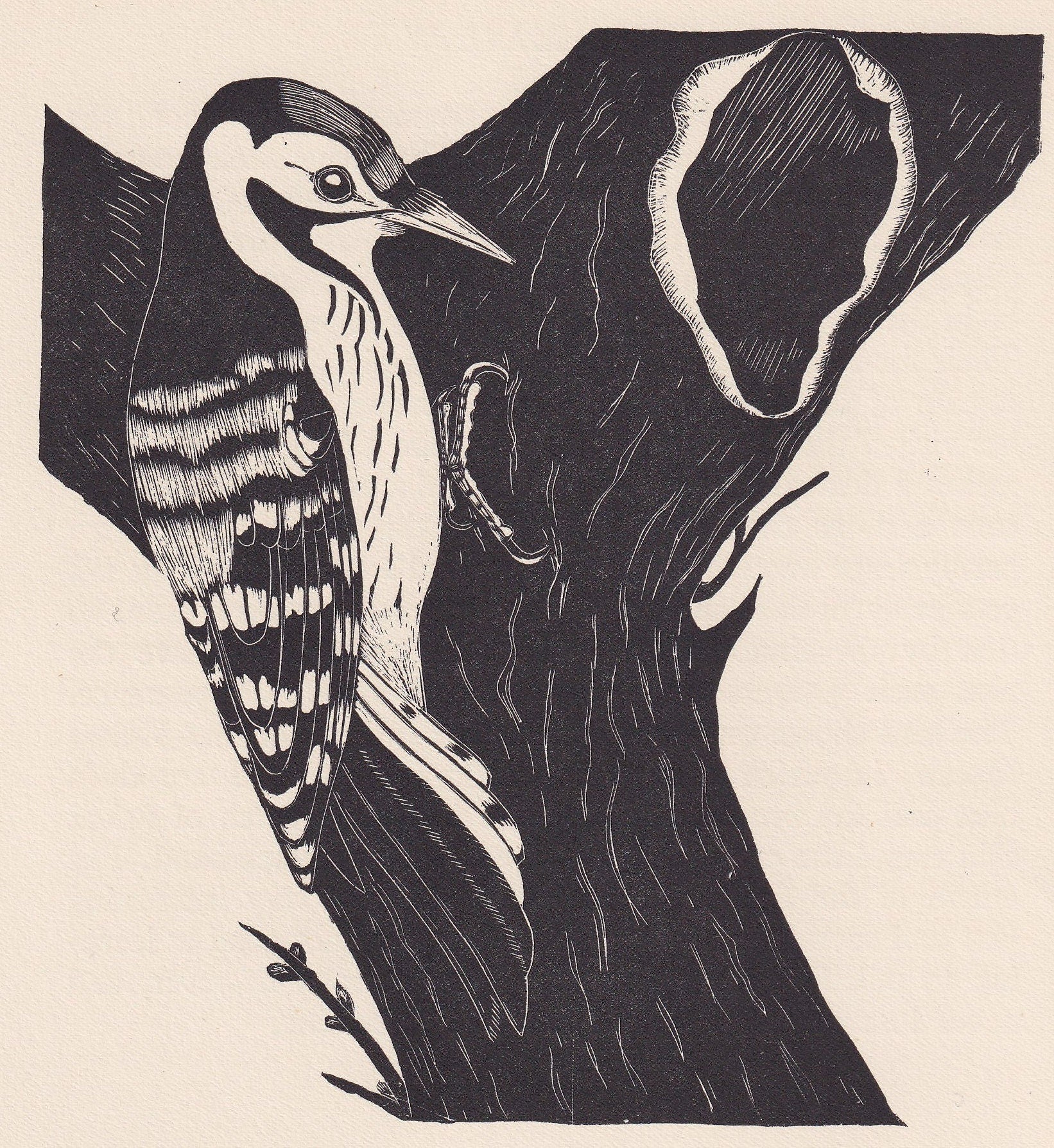 1929 WOODPECKER BIRD Print Wood Engraving - Bird Wall Art - Bird Wood Engraving - Antique Animal Print - 95 Years Old - 7.15 