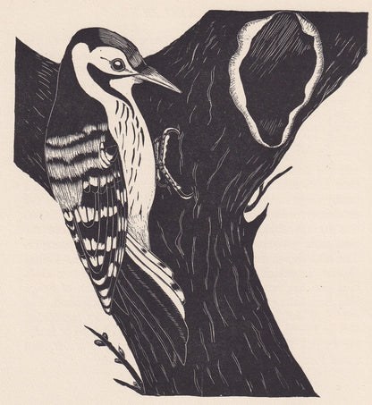1929 WOODPECKER BIRD Print Wood Engraving - Bird Wall Art - Bird Wood Engraving - Antique Animal Print - 95 Years Old - 7.15 
