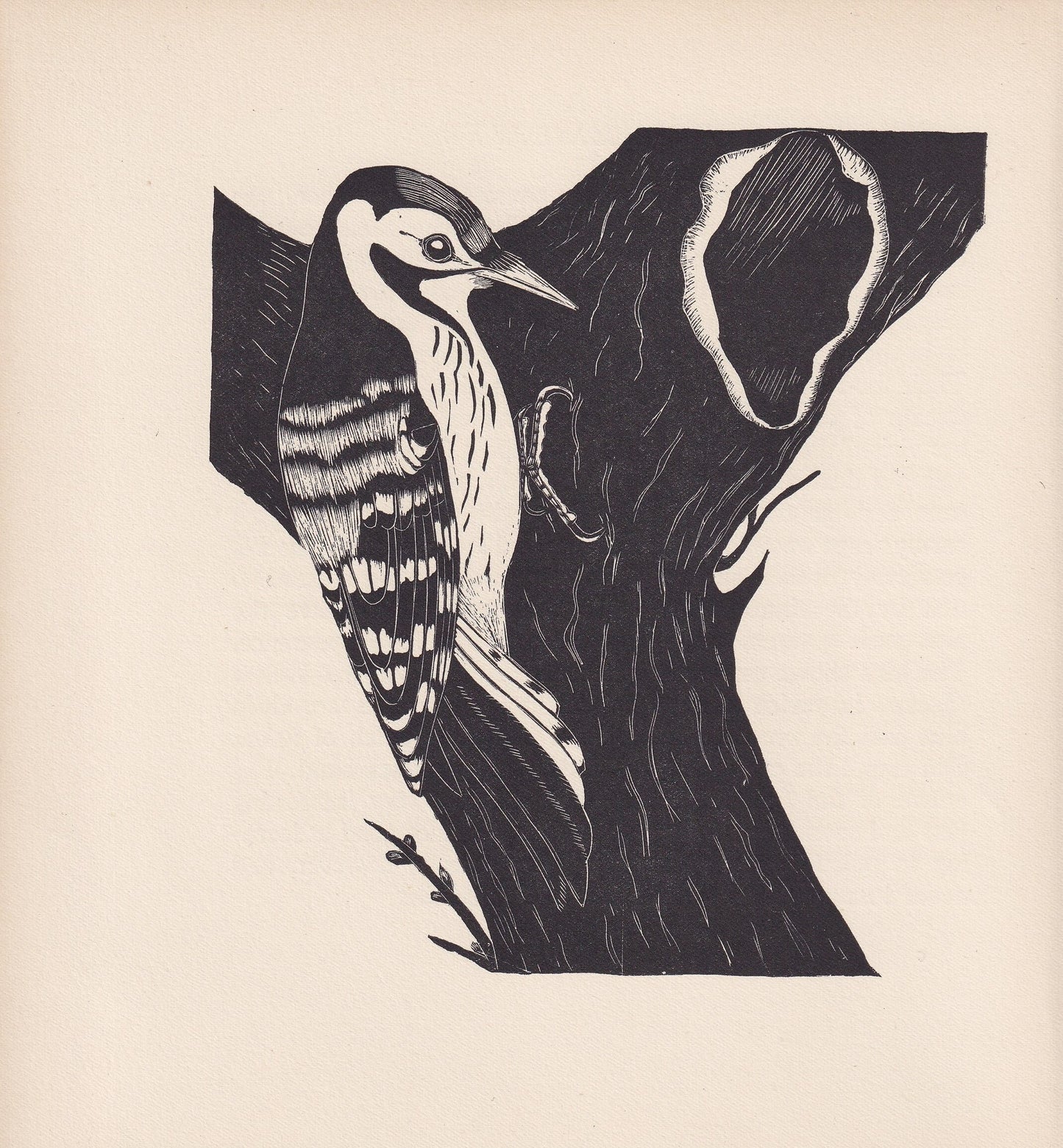 1929 WOODPECKER BIRD Print Wood Engraving - Bird Wall Art - Bird Wood Engraving - Antique Animal Print - 95 Years Old - 7.15 