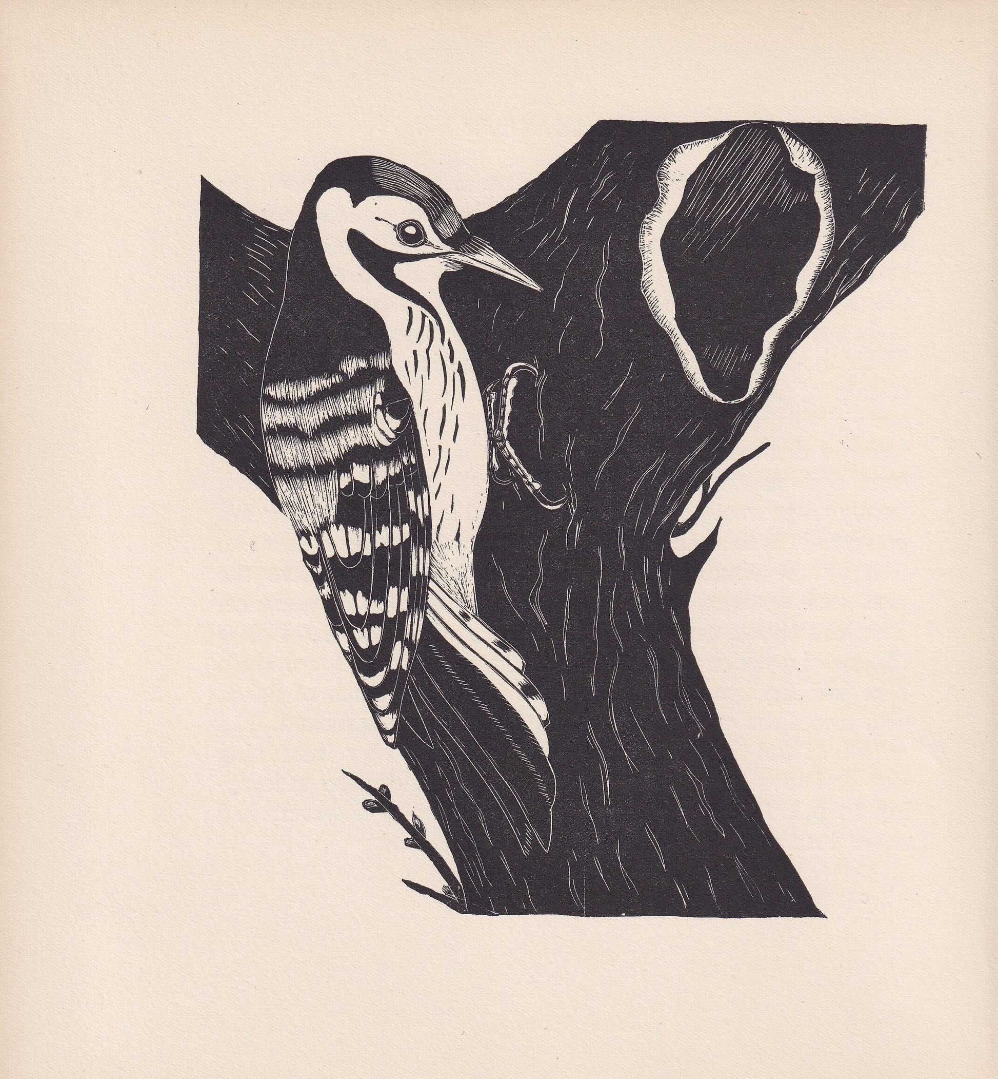 1929 WOODPECKER BIRD Print Wood Engraving - Bird Wall Art - Bird Wood Engraving - Antique Animal Print - 95 Years Old - 7.15 