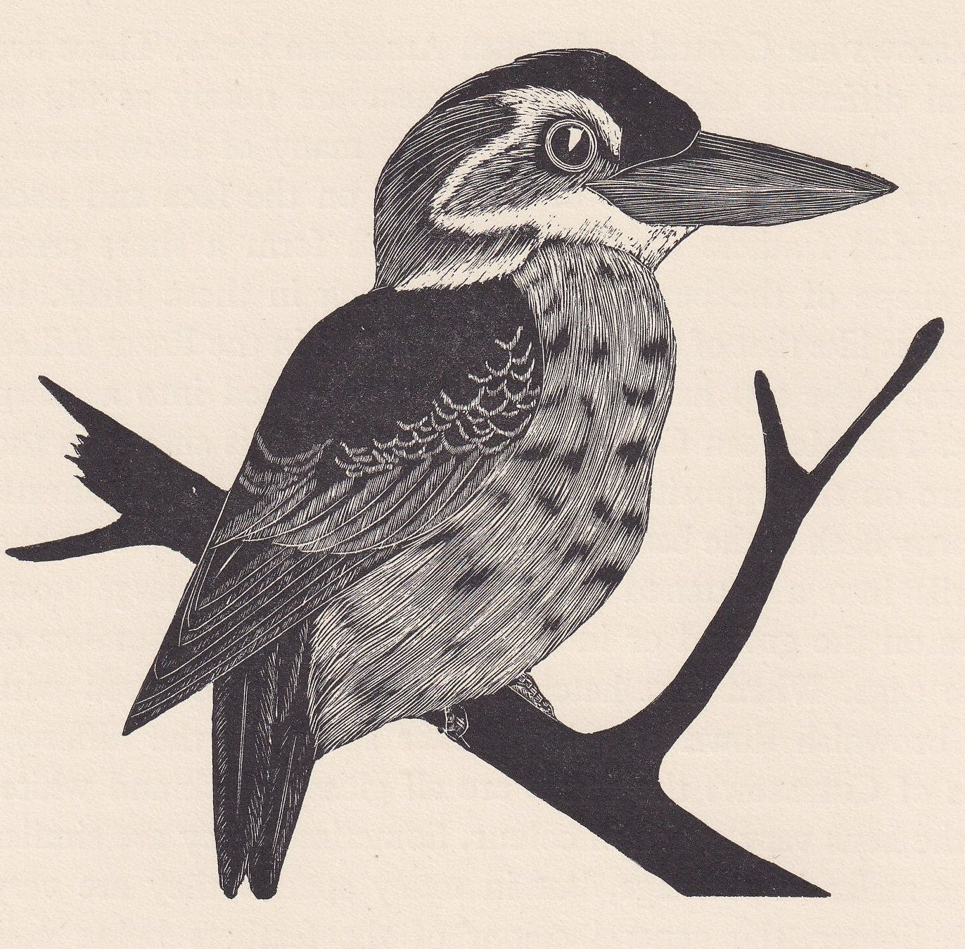 1929 LAUGHING KOOKABURRA Print Wood Engraving - Bird Wall Art - Bird Wood Engraving - Antique Print - 95 Years Old - 7.15 x 7