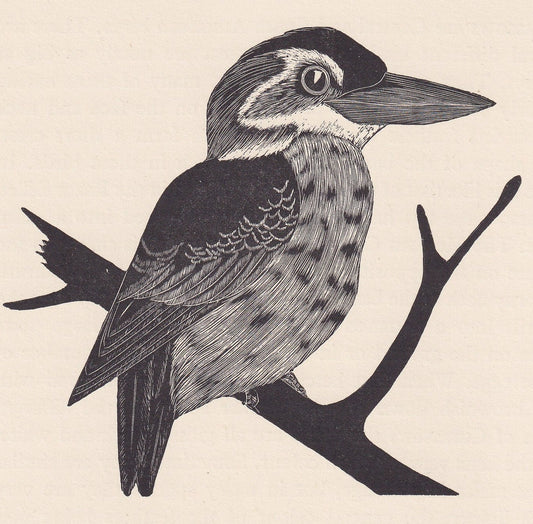 1929 LAUGHING KOOKABURRA Print Wood Engraving - Bird Wall Art - Bird Wood Engraving - Antique Print - 95 Years Old - 7.15 x 7