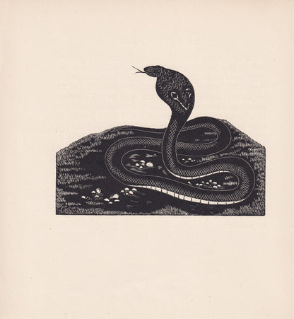 1929 COBRA SNAKE Print Wood Engraving - Cobra Wall Art - Snake Engraving - Antique Animal Print - 95 Years Old - 7.15 x 7.75 