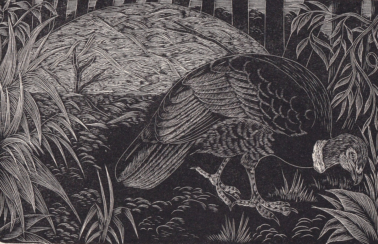 1930 BRUSH TURKEY BIRD Print Wood Engraving - Bird Wall Art - Bird Engraving - Antique Bird Print - 94 Years Old - 5.25 x 7.7
