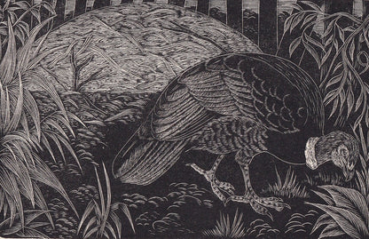 1930 BRUSH TURKEY BIRD Print Wood Engraving - Bird Wall Art - Bird Engraving - Antique Bird Print - 94 Years Old - 5.25 x 7.7