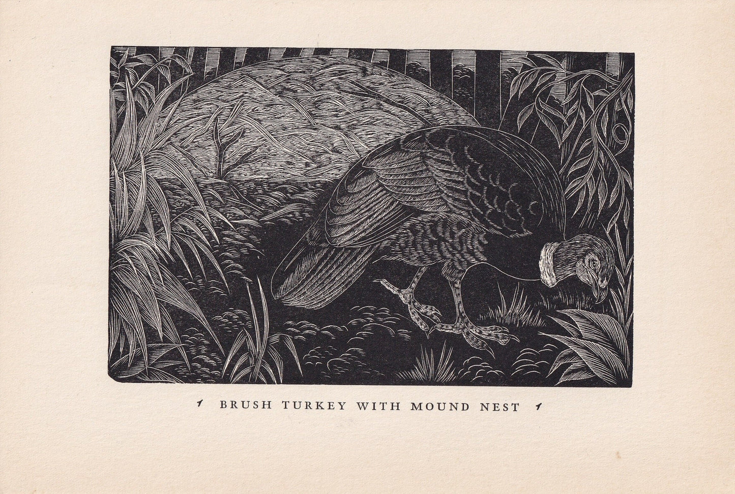 1930 BRUSH TURKEY BIRD Print Wood Engraving - Bird Wall Art - Bird Engraving - Antique Bird Print - 94 Years Old - 5.25 x 7.7