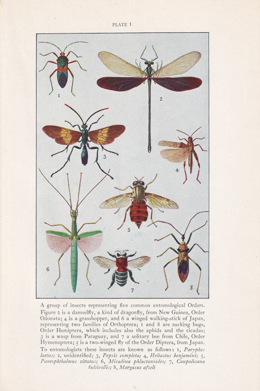 1934 DRAGONFLY & WASP Print - Original Vintage Print - Insect Wall Art - Insect Decor - Insect Gift Idea - 89 Years Old - 9.15 x 6 Inches