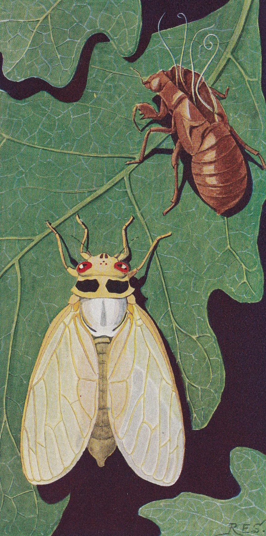 1934 CICADA Print - Original Vintage Print - Insect Wall Art - Insect Decor - Insect Gift Idea - 89 Years Old - 9.15 x 6 Inch