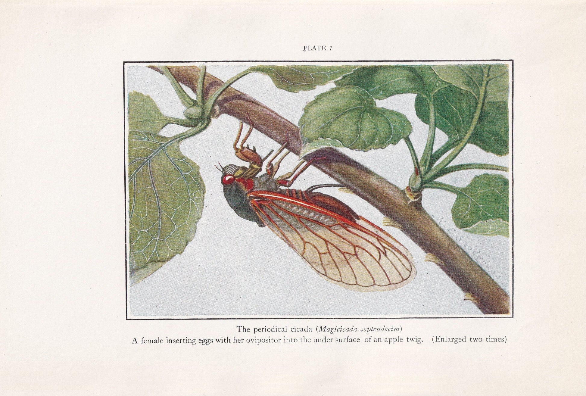 1934 CICADA Print - Original Vintage Print - Insect Wall Art - Insect Decor - Insect Gift Idea - 89 Years Old - 9.15 x 6 Inch