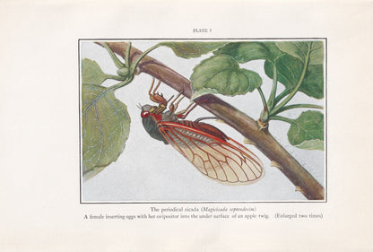 1934 CICADA Print - Original Vintage Print - Insect Wall Art - Insect Decor - Insect Gift Idea - 89 Years Old - 9.15 x 6 Inch