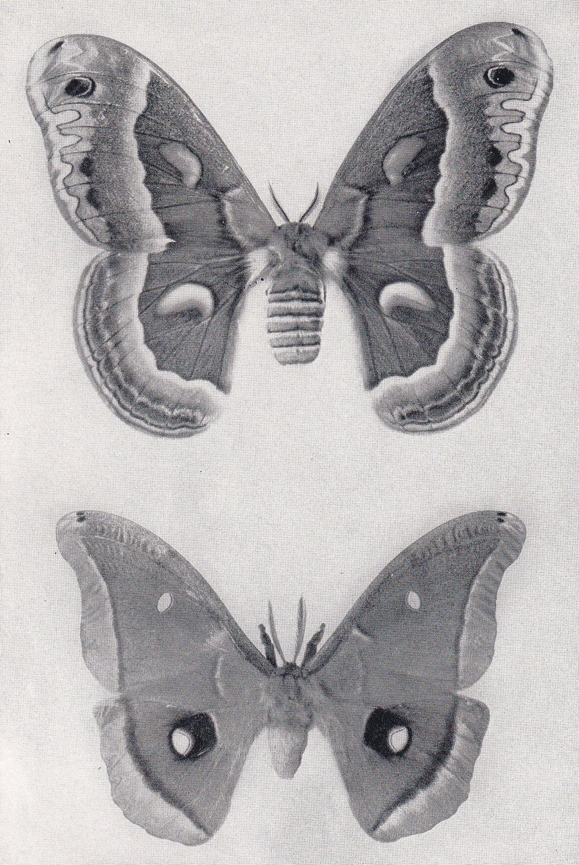 1934 GIANT MOTH Print - Original Vintage Print - Moth Wall Art - Moth Decor - Moth Gift Idea - 89 Years Old - 9.15 x 6 Inches