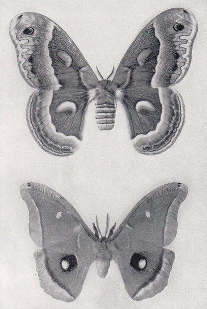 1934 GIANT MOTH Print - Original Vintage Print - Moth Wall Art - Moth Decor - Moth Gift Idea - 89 Years Old - 9.15 x 6 Inches