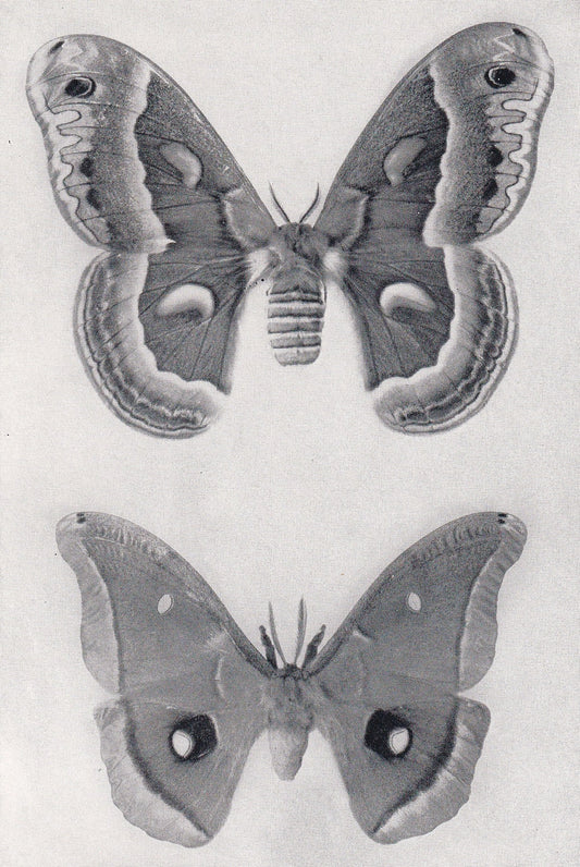 1934 GIANT MOTH Print - Original Vintage Print - Moth Wall Art - Moth Decor - Moth Gift Idea - 89 Years Old - 9.15 x 6 Inches