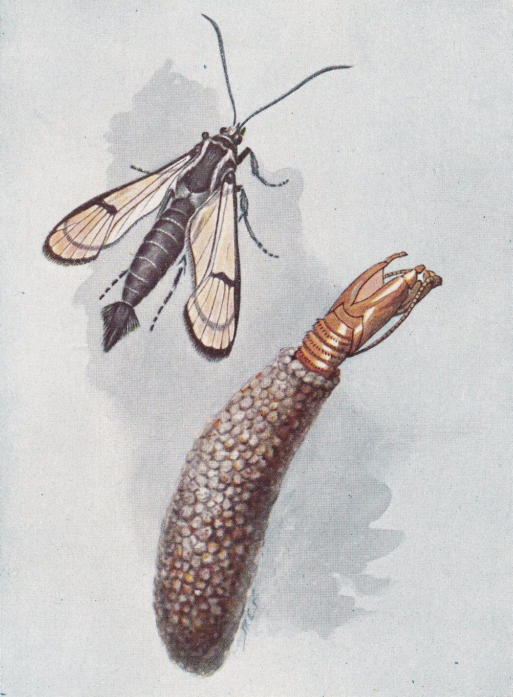 1934 PEACH-BORER MOTH Print - Original Vintage Print - Moth Wall Art - Moth Decor - Moth Gift Idea - 89 Years Old - 9.15 x 6 