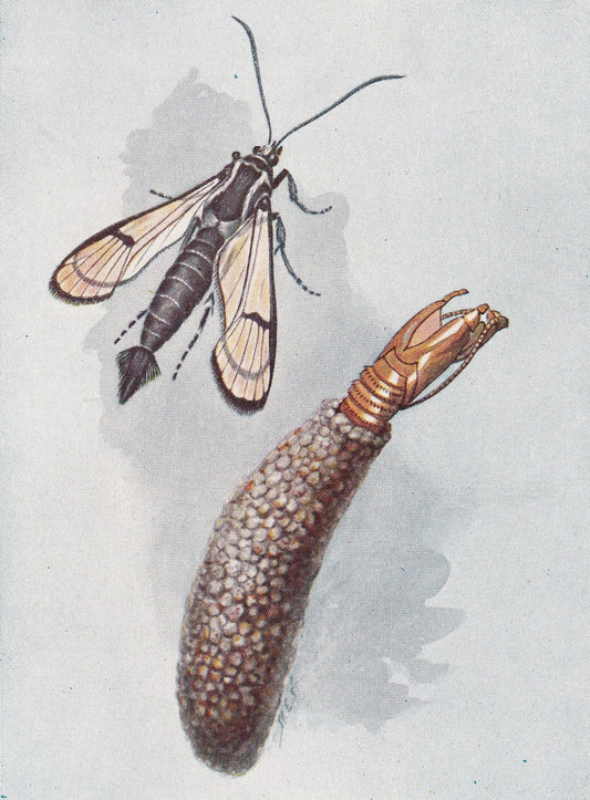 1934 PEACH-BORER MOTH Print - Original Vintage Print - Moth Wall Art - Moth Decor - Moth Gift Idea - 89 Years Old - 9.15 x 6 