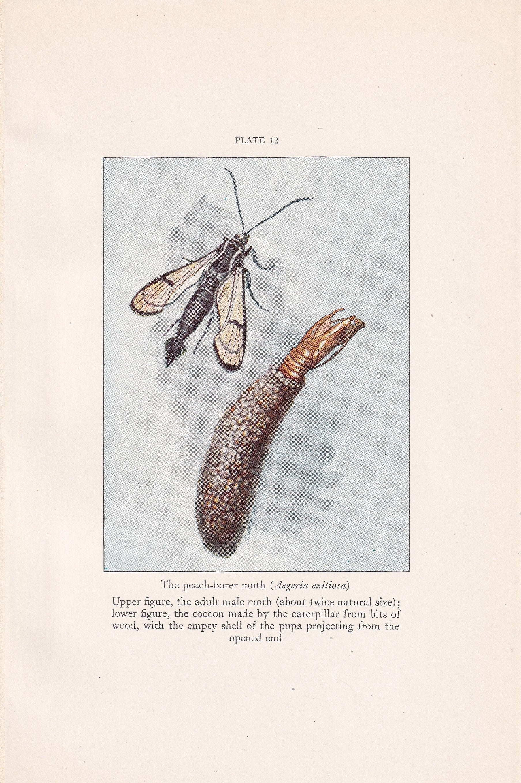 1934 PEACH-BORER MOTH Print - Original Vintage Print - Moth Wall Art - Moth Decor - Moth Gift Idea - 89 Years Old - 9.15 x 6 