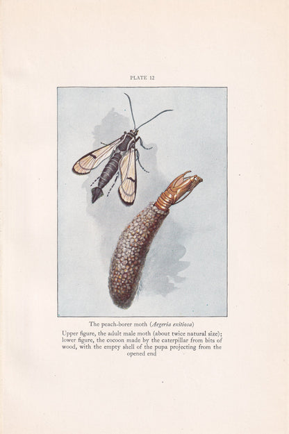 1934 PEACH-BORER MOTH Print - Original Vintage Print - Moth Wall Art - Moth Decor - Moth Gift Idea - 89 Years Old - 9.15 x 6 