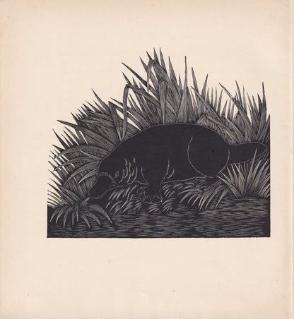 1929 DUCK-BILLED PLATYPUS Print Wood Engraving - Platypus Wall Art - Wildlife - Antique Animal Print - 94 Years Old - 8 x 7.2