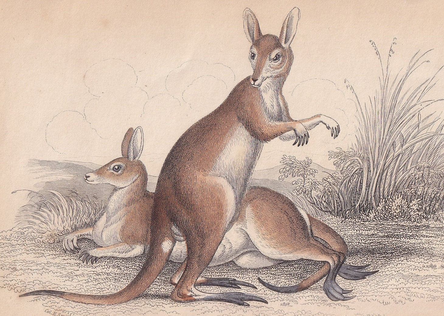 1843 RED KANGAROO Print - Kangaroo Wall Art - Original Antique Kangaroo Print - Antique Animal Print - 181 Years Old - 6.7 x 