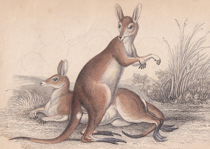 1843 RED KANGAROO Print - Kangaroo Wall Art - Original Antique Kangaroo Print - Antique Animal Print - 181 Years Old - 6.7 x 