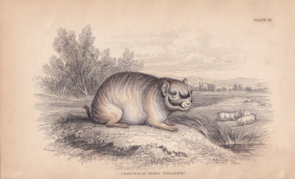 1843 CHINCHILLA Print - Chinchilla Wall Art - Original Antique Chinchilla Print - Antique Animal Print - 181 Years Old - 6.7 
