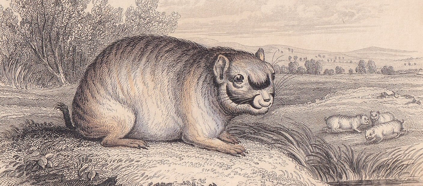 1843 CHINCHILLA Print - Chinchilla Wall Art - Original Antique Chinchilla Print - Antique Animal Print - 181 Years Old - 6.7 