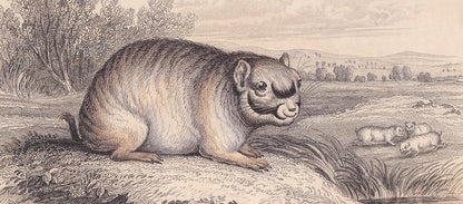 1843 CHINCHILLA Print - Chinchilla Wall Art - Original Antique Chinchilla Print - Antique Animal Print - 181 Years Old - 6.7 