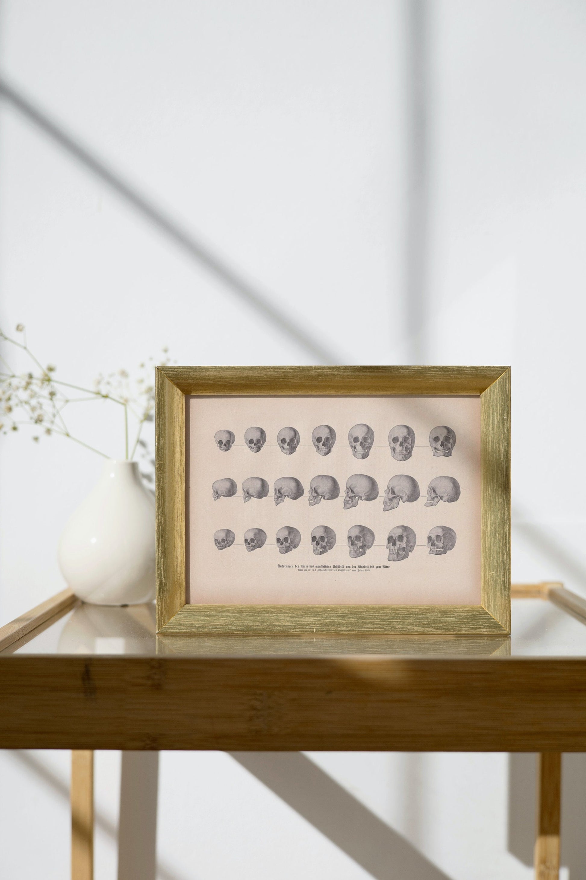 1900 SKULLS Print - Human Skulls Print - Human Anatomy Print - Halloween Print - Gothic Print - 124 Years Old - 11.2 x 7.75 Inches