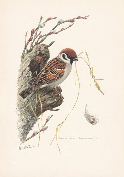 1960 TREE SPARROW Print - Vintage Bird Print - Bird Illustration - Bird Wall Art - Bird Decor - 7.5 x 10.6 Inches